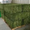 Alfalfa For Sale Exporters, Wholesaler & Manufacturer | Globaltradeplaza.com