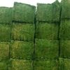 Alfalfa Hay From Hay From Kenya Exporters, Wholesaler & Manufacturer | Globaltradeplaza.com