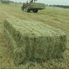 Cheap Pure Alfalfa From Kenya Exporters, Wholesaler & Manufacturer | Globaltradeplaza.com
