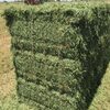 Pur Alfalfa Hay Exporters, Wholesaler & Manufacturer | Globaltradeplaza.com