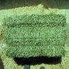 Pure Kenyan Alfalfa Hay For Sale Exporters, Wholesaler & Manufacturer | Globaltradeplaza.com