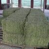 Alfalfa Bales Non Gmo For Sale In Kenya Exporters, Wholesaler & Manufacturer | Globaltradeplaza.com