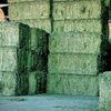 Sun Dried Alfafa Hay Exporters, Wholesaler & Manufacturer | Globaltradeplaza.com
