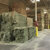 Wholesale Alfalfa For Sale Exporters, Wholesaler & Manufacturer | Globaltradeplaza.com