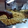 Roasted Organic Cashew Nut Exporters, Wholesaler & Manufacturer | Globaltradeplaza.com