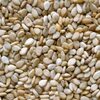 Best Quality Hulled Sesame Seeds Exporters, Wholesaler & Manufacturer | Globaltradeplaza.com