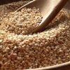 Sesame Seeds Exporters, Wholesaler & Manufacturer | Globaltradeplaza.com