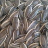 Sunflower Seeds With Shell Exporters, Wholesaler & Manufacturer | Globaltradeplaza.com