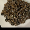 Indian Brown Castor Seed Exporters, Wholesaler & Manufacturer | Globaltradeplaza.com