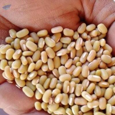 resources of Bamboo Beans exporters