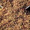Fenugreek Seeds Exporters, Wholesaler & Manufacturer | Globaltradeplaza.com