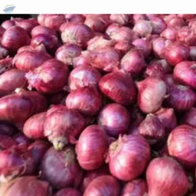 resources of Red Onion exporters