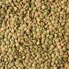 Green Lentils Exporters, Wholesaler & Manufacturer | Globaltradeplaza.com