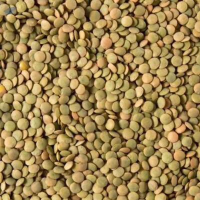 resources of Green Lentils exporters