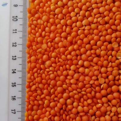resources of Red Football Lentils exporters