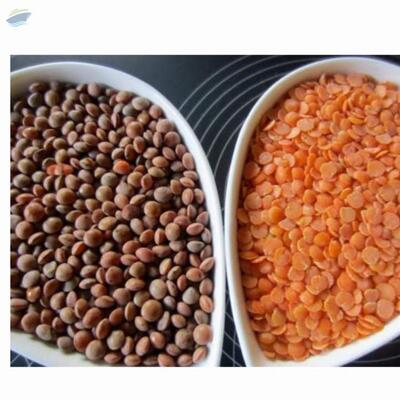 resources of Red Lentils exporters