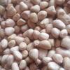 Java Peanut Exporters, Wholesaler & Manufacturer | Globaltradeplaza.com