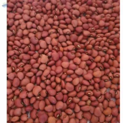 resources of Red Cowpeas Mada exporters