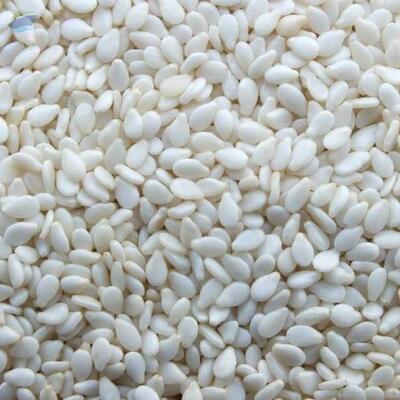 resources of Indian Hulled Sesame Seed 99.98 exporters