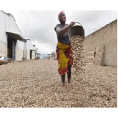 resources of Dried Cashew Nuts exporters