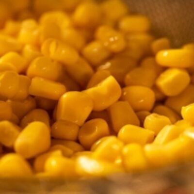 resources of Yellow Corn exporters