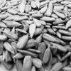 Organic Sunflower Seed Kernel Exporters, Wholesaler & Manufacturer | Globaltradeplaza.com