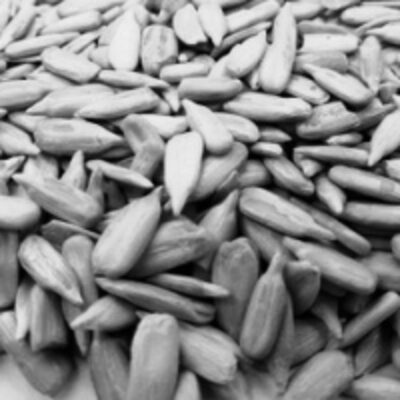 resources of Organic Sunflower Seed Kernel exporters