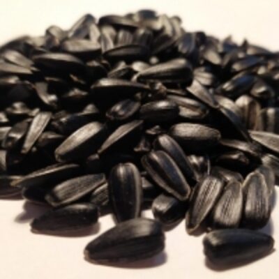 resources of Black Sunflower Seeds exporters