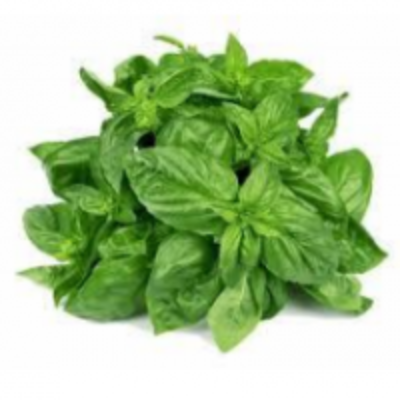 resources of Basil exporters