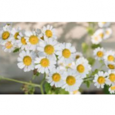 resources of Chamomile exporters