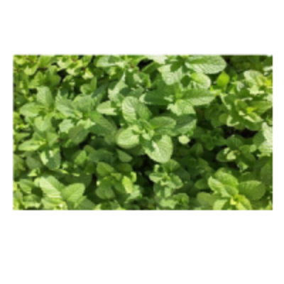 resources of Spearmint exporters