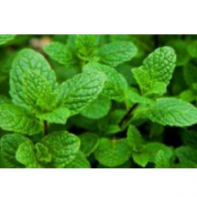 resources of Peppermint exporters