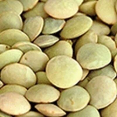 resources of Large Whole Green Lentils exporters