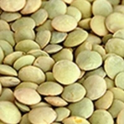 resources of Medium Green Whole Lentil exporters