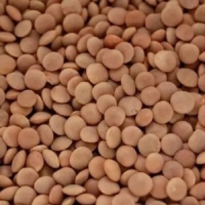 resources of Whole Red Lentil exporters