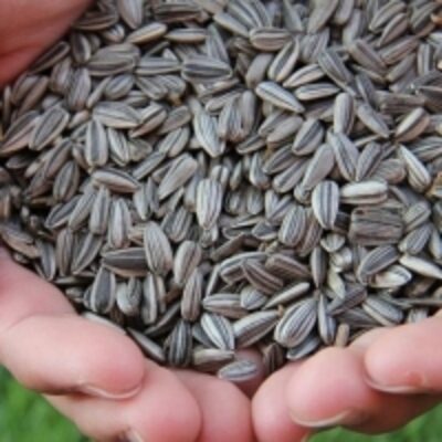 High Quality Raw Sunflower Seeds Price 361 Exporters, Wholesaler & Manufacturer | Globaltradeplaza.com