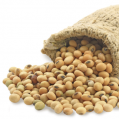 Soybean (Non-Gmo) Exporters, Wholesaler & Manufacturer | Globaltradeplaza.com