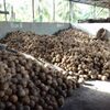 Husked Coconut Exporters, Wholesaler & Manufacturer | Globaltradeplaza.com
