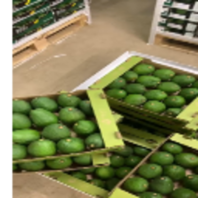 resources of Organic Hass Avocado exporters