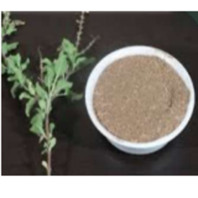 resources of Tulsi Seeds &amp; Powder exporters