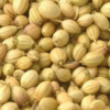 Coriander Seeds / Powder Exporters, Wholesaler & Manufacturer | Globaltradeplaza.com