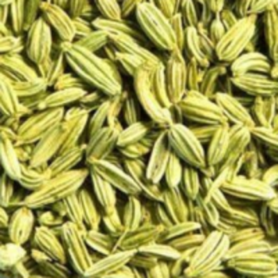 resources of Fennel Seeds exporters