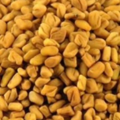 resources of Fenugreek Seeds / Powder exporters