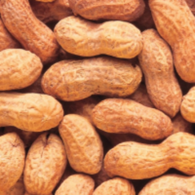 resources of Peanuts / Groundnuts exporters