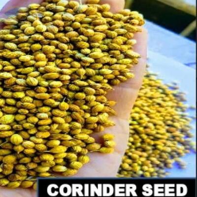 resources of Coriander Seeds And Corinder Powder exporters