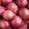 Big Red Onion Exporters, Wholesaler & Manufacturer | Globaltradeplaza.com