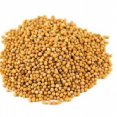 resources of Yellow Mustard exporters