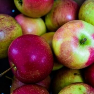 resources of Apples exporters