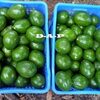 Avocado Exporters, Wholesaler & Manufacturer | Globaltradeplaza.com
