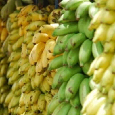 resources of Banana exporters